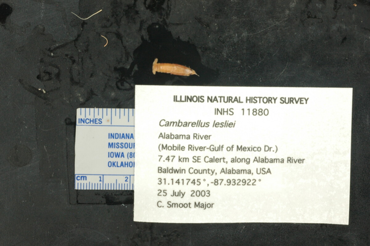 Cambarellus lesliei image